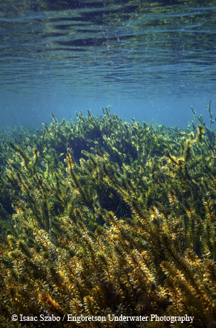hydrilla
